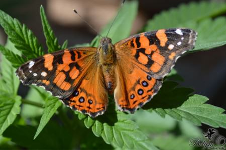 Painted-Lady