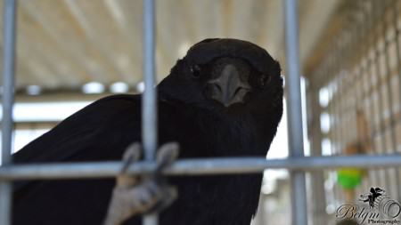 curious-raven
