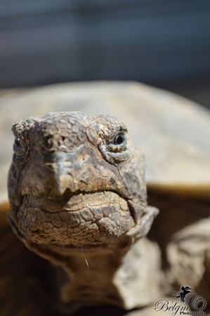 grumpy-turtle